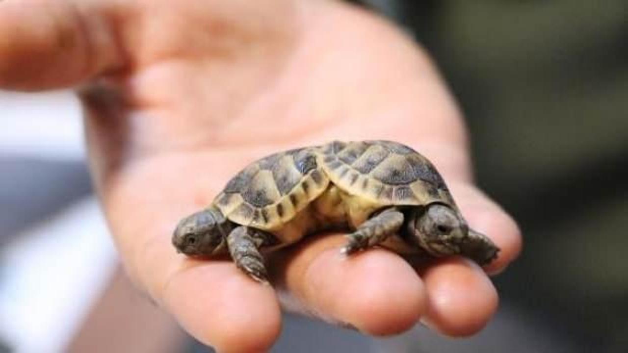 Çift başlı siyam ikizi kaplumbağalar koruma altına alındı