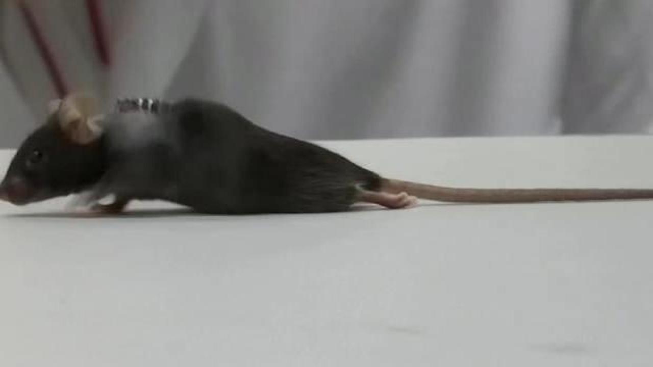 Felçli farelerin 4 hafta içinde yeniden yürümeleri sağlandı