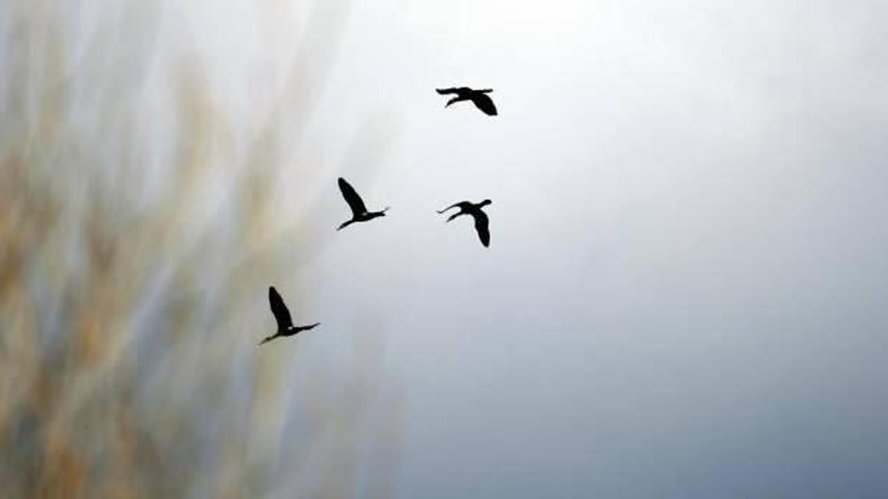 Godwit kuşu 13 bin kilometre ile kendi rekorunu kırdı
