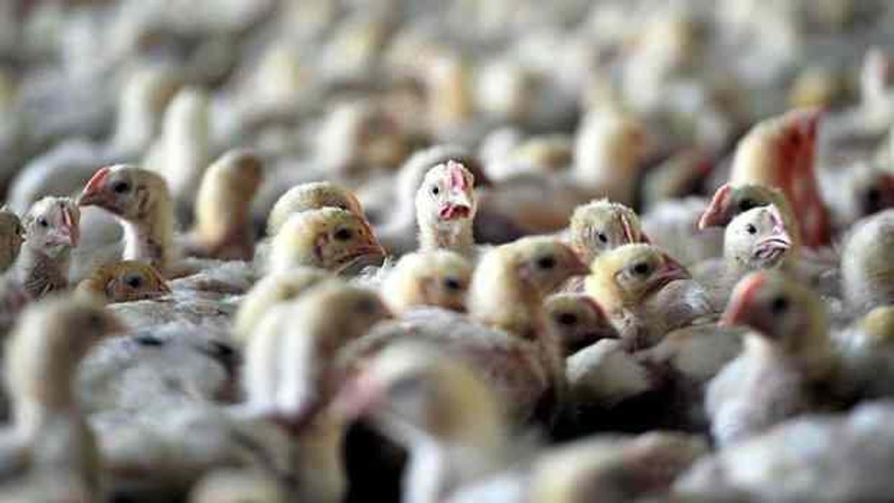 Japonya'da kuş gribi paniği: 143 bin tavuk itlaf edilecek