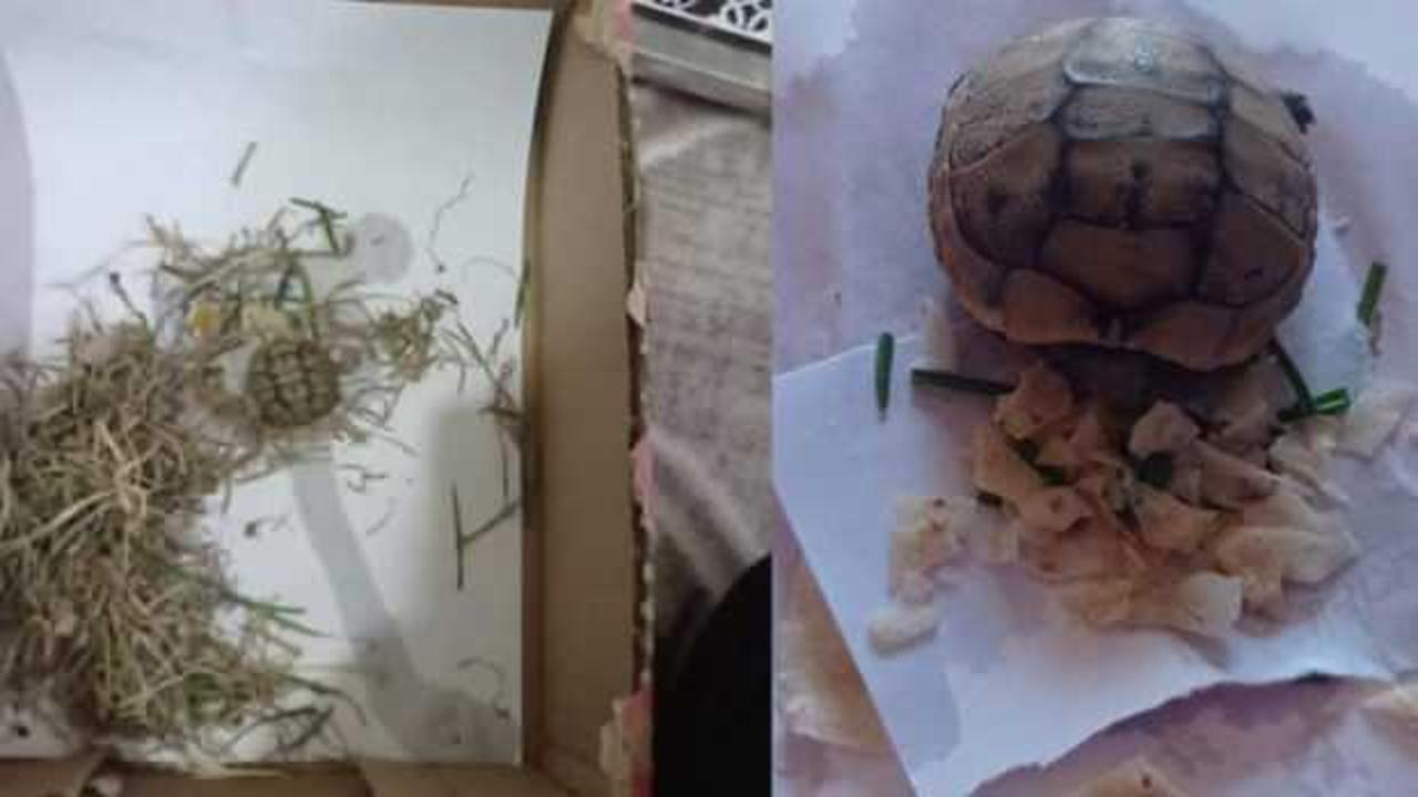 Kahramanmaraş&rsquo;ta &ouml;n ayağı olmayan Tospik&rsquo;e sahip &ccedil;ıktılar