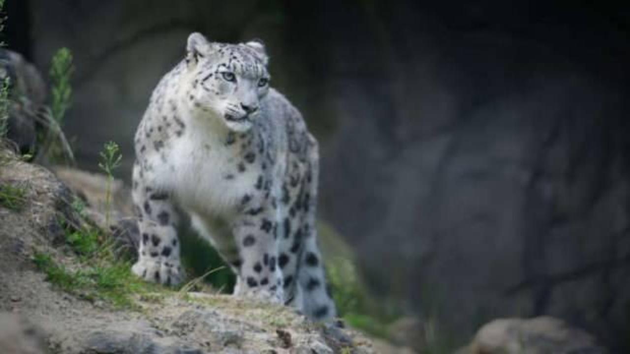 Üç kar leoparı koronadan öldü