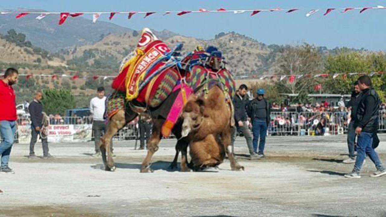 Aydın'da 1 yıl aradan sonra develer yeniden arenada