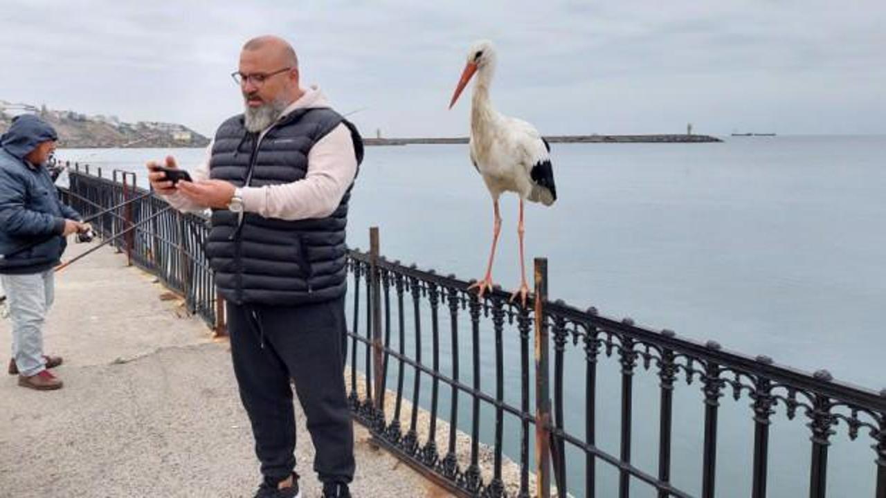 Leylek meşhur oldu, g&ouml;ren cep telefonuna sarılıyor