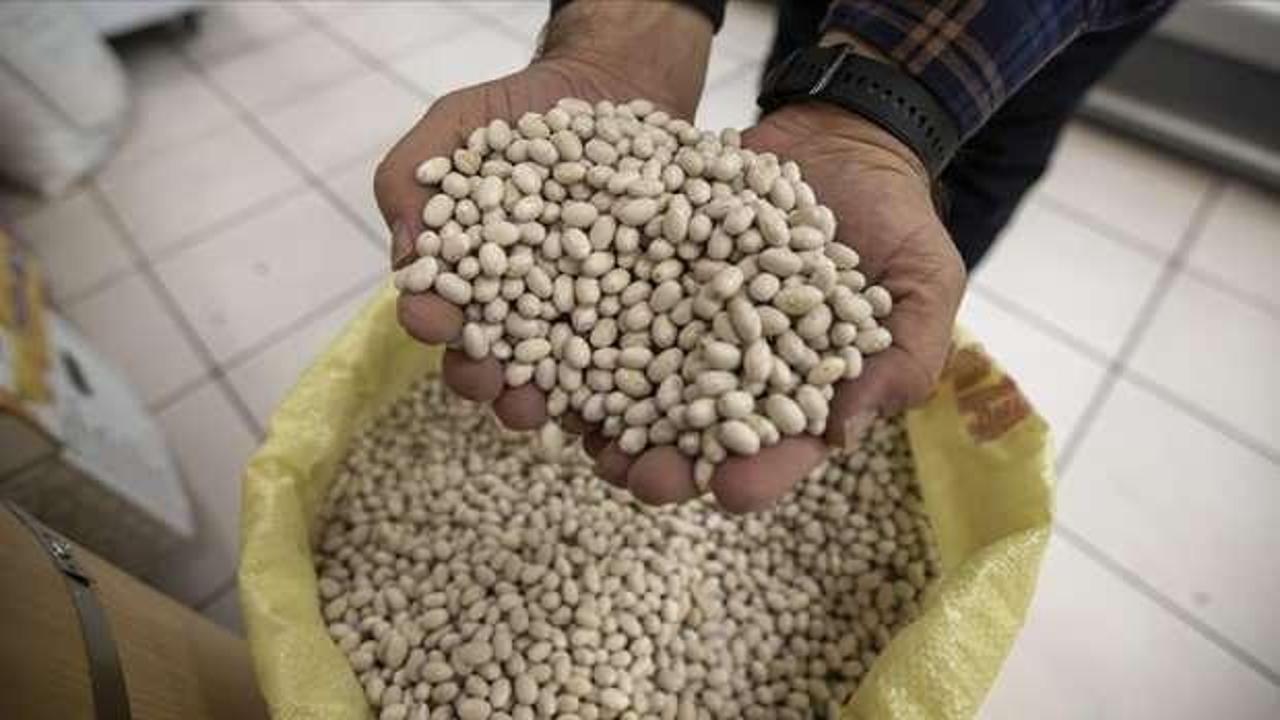 Erzurum'un tescilli İspir ve Hınıs fasulyeleri tüketiciden yoğun talep görüyor