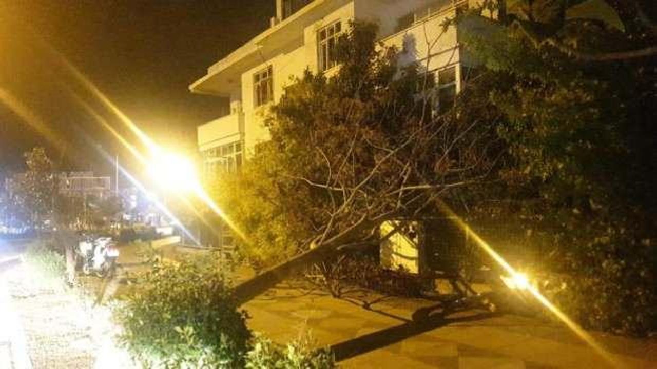 Marmaris'te etkili olan fırtına ağaçları devirdi