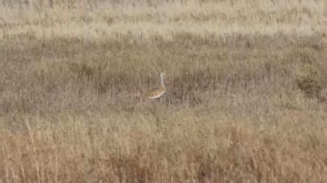 Nesli tehlike altındaki t&uuml;r Hatay&rsquo;da g&ouml;r&uuml;nt&uuml;lendi! 