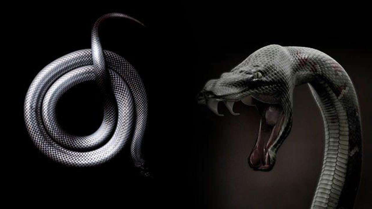 Rüyada kara yılan görmek neye işaret eder? Rüyada evin içinde yılan görmek ne demektir?