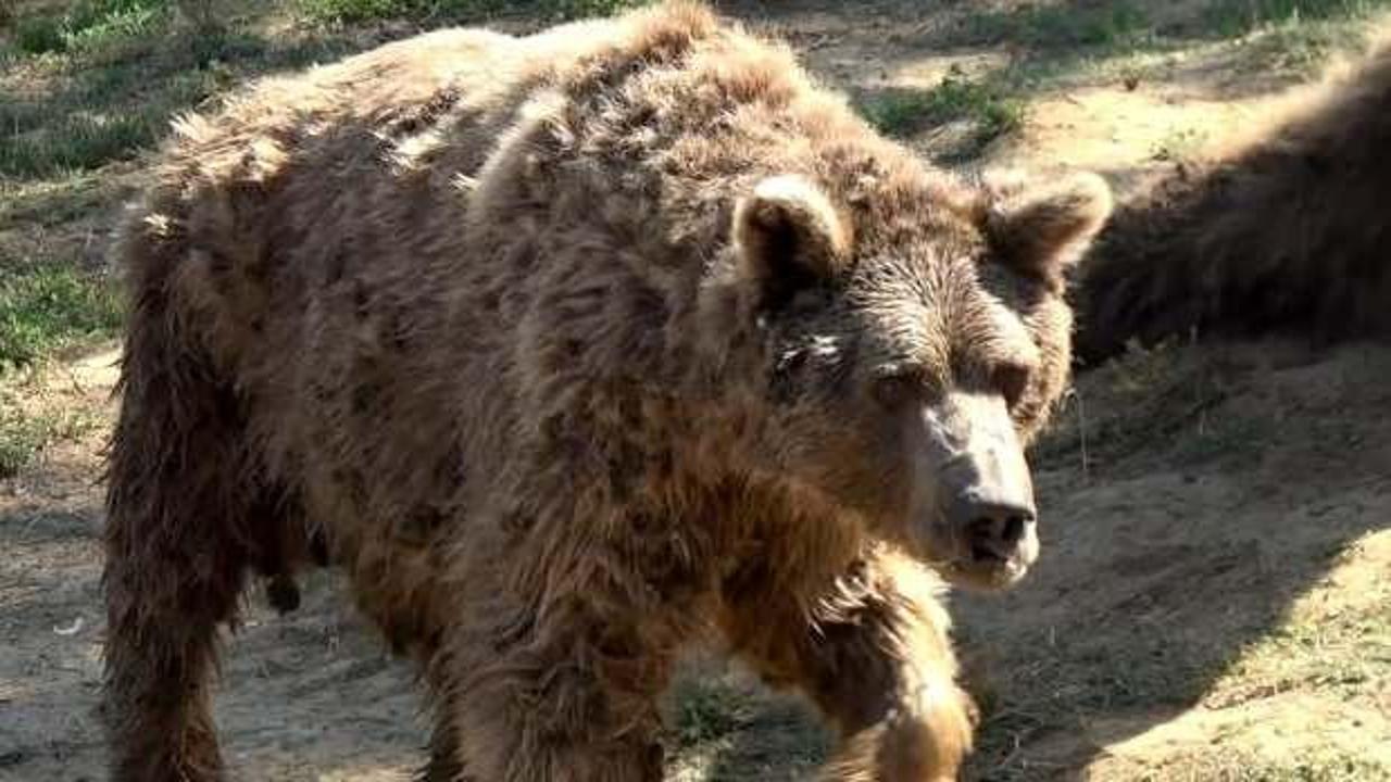 Son dans&ccedil;ı ayı Br&uuml;t&uuml;s de &ouml;ld&uuml;
