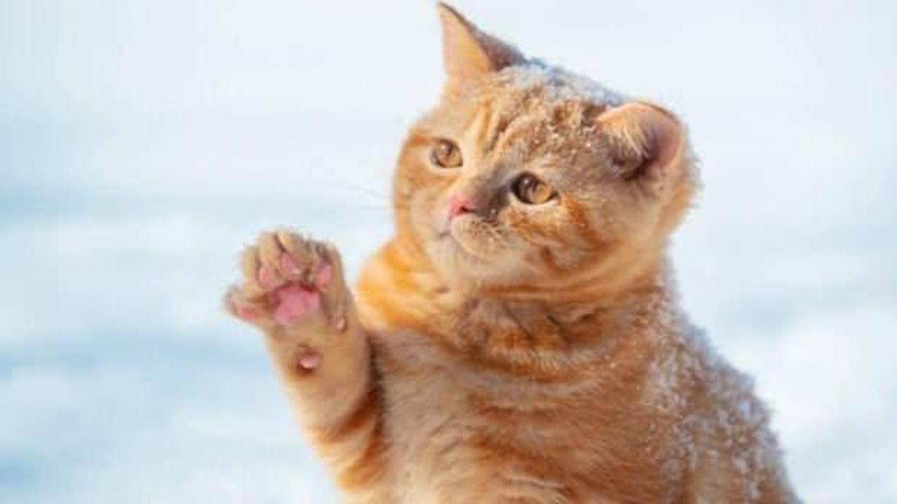 Kediler koronavirüs komplolarının 'günah keçisi' oldu