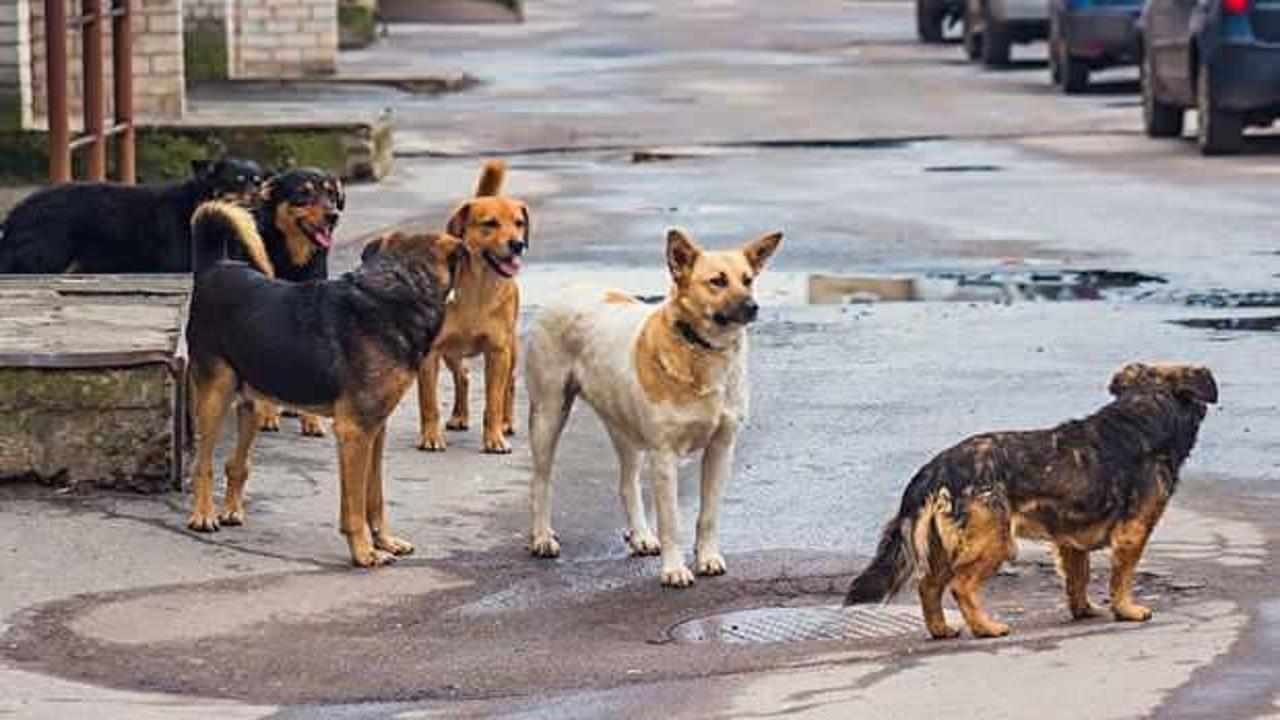 Malatya&rsquo;da işe giden kadına k&ouml;pekler saldırdı
