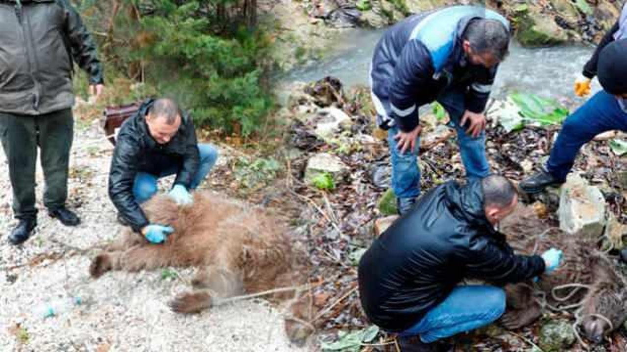 İneg&ouml;l&rsquo;de ekipler yaralı ayı i&ccedil;in seferber oldu!