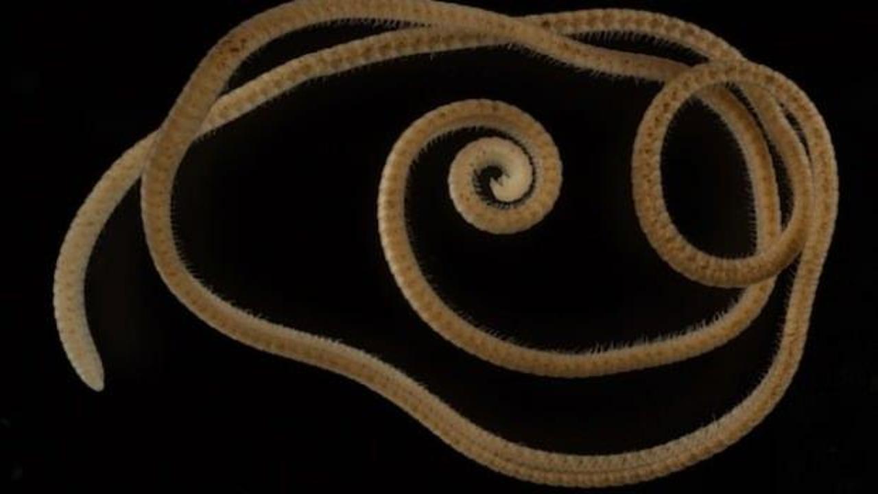 1300 bacaklı kırkayak t&uuml;r&uuml; keşfedildi