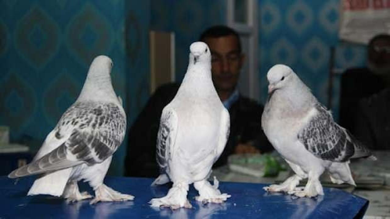 Erzurum'da güvercinler takla attıkça sahipleri para kazandı 