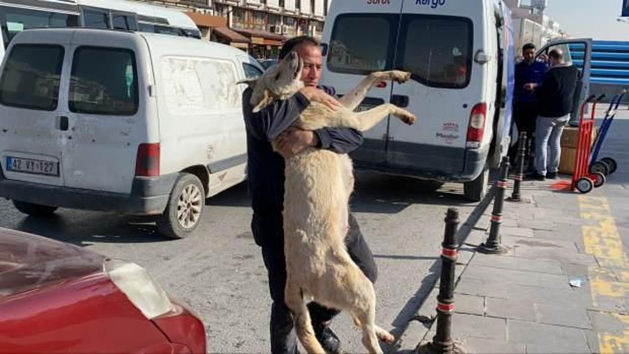 Konya'da anne k&ouml;pek t&uuml;fekle katledilince, cansız bedeniyle isyan etti