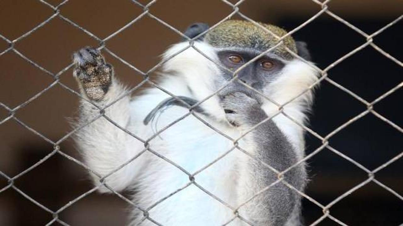 Maymunların akılalmaz intikamı: 250 köpeği öldürdüler