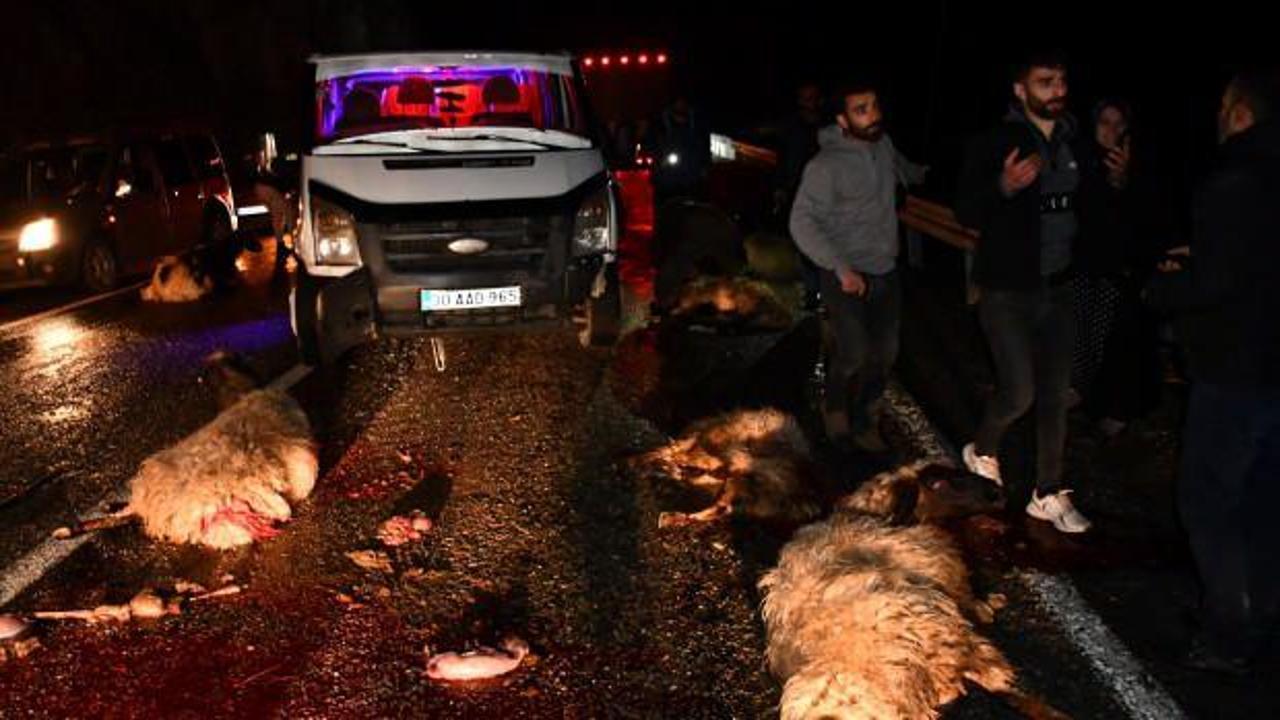 Minibüs sürüye çarptı: Çoban yaralandı, 19 koyun telef oldu