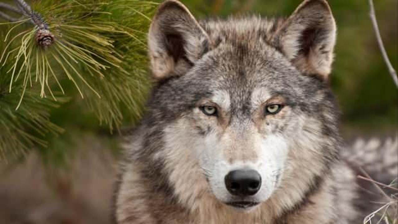 9 kurt kafesten kaçtı, hayvanat bahçesi kapatıldı