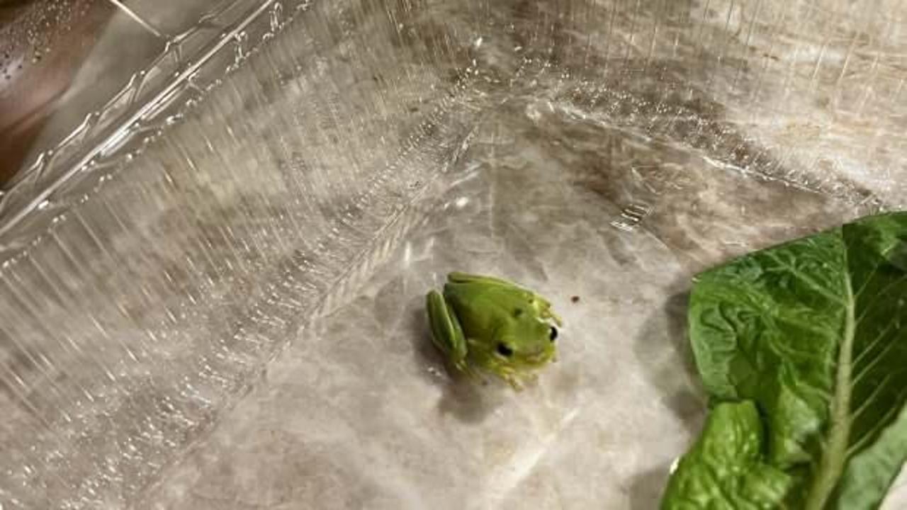 ABD'de ilginç olay: Salatasından çıkan kurbağayı sahiplendi!
