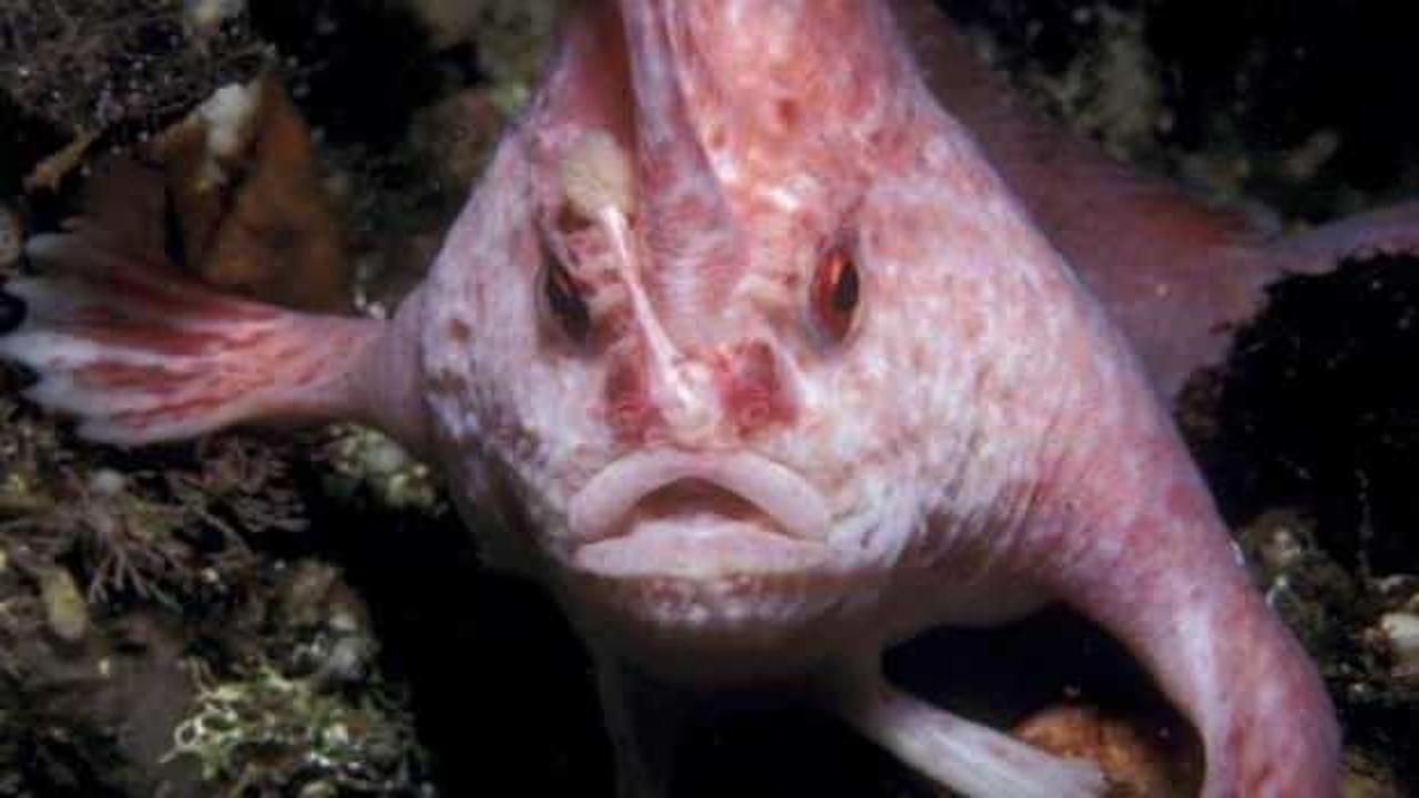 Avustralya'da 22 yıl sonra pembe el balığı görüldü