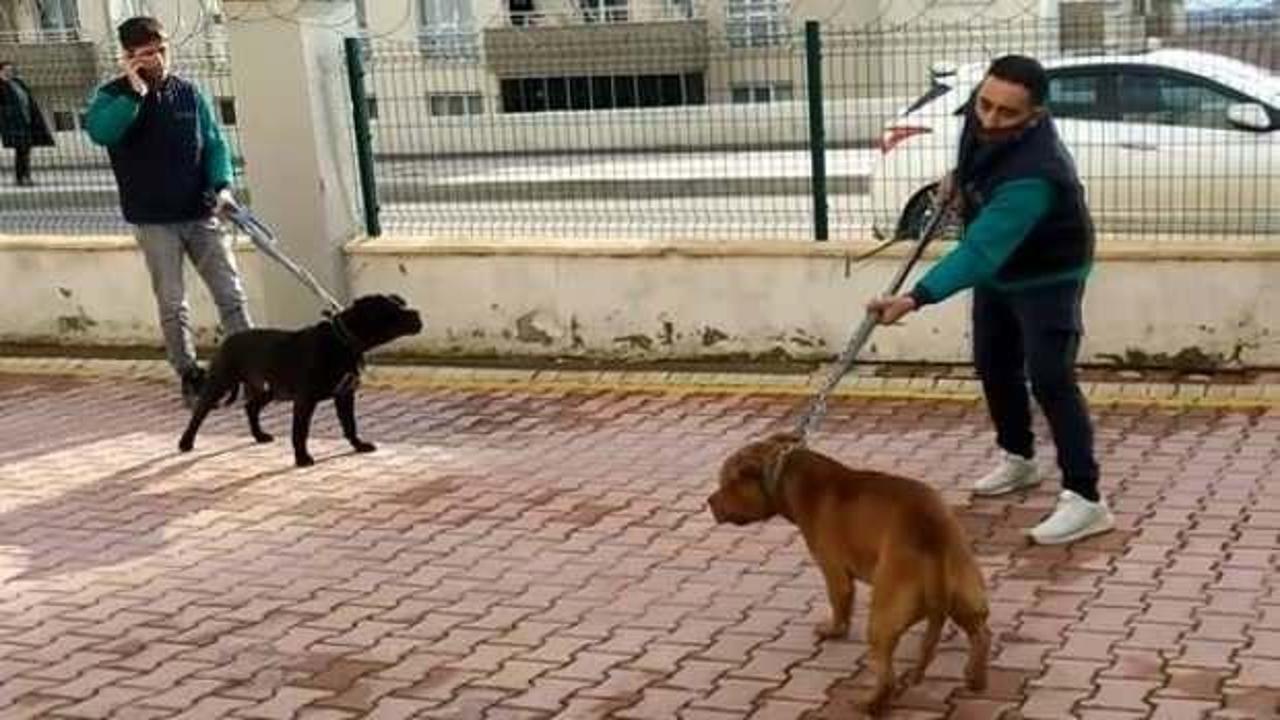 Gaziantep Valiliği'nden pitbull saldırısına ilişkin açıklama