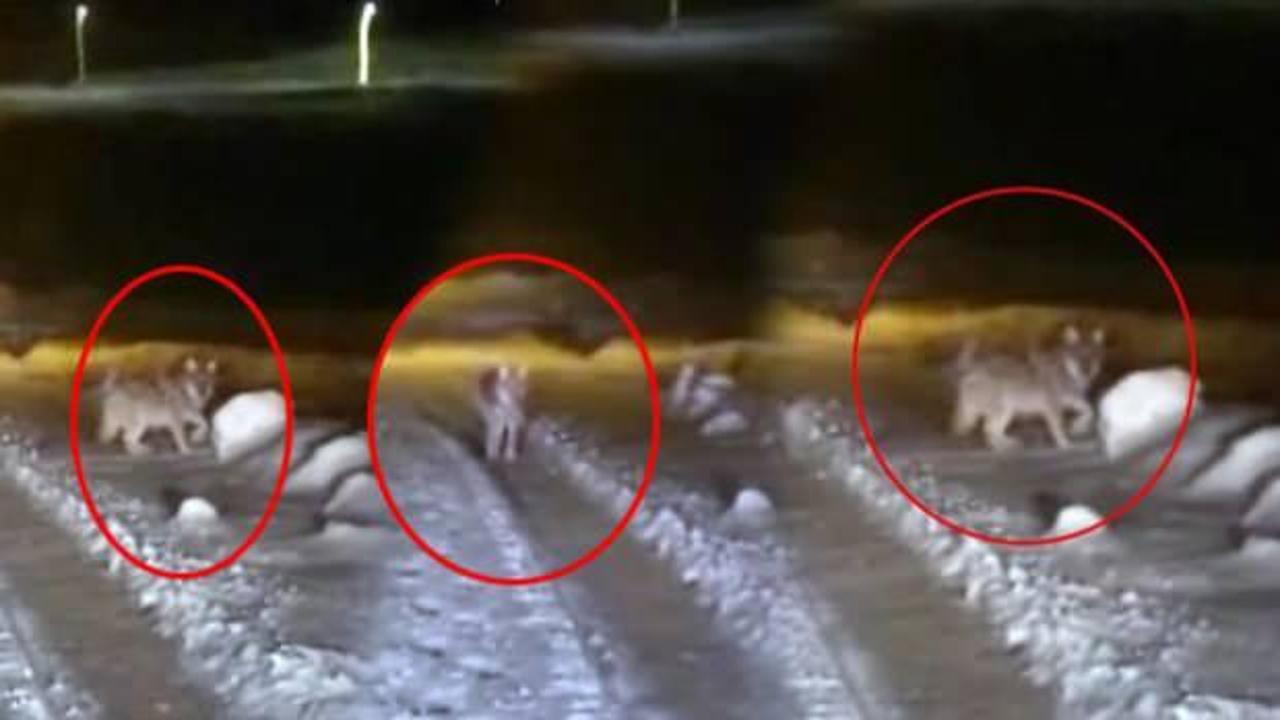 Hakkari&rsquo;de şehre inen a&ccedil; kurt korkuya sebep oldu