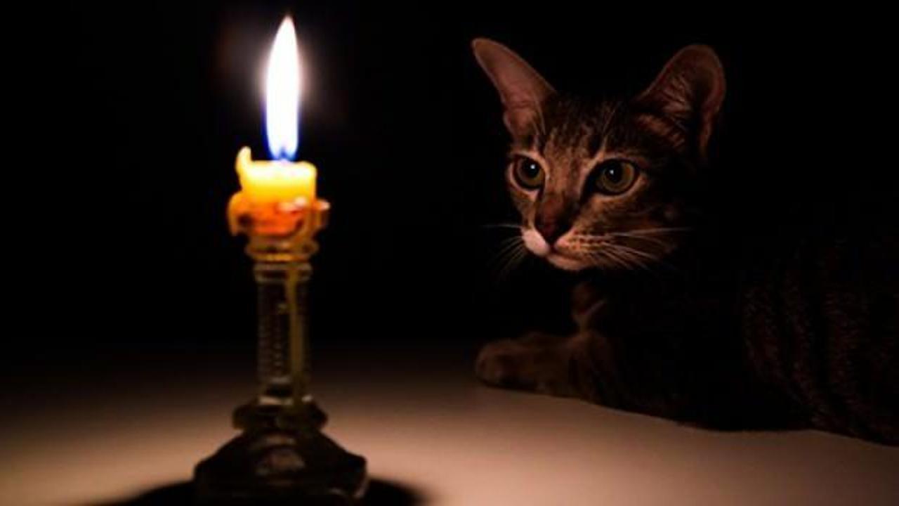 100'den fazla ev yangını kediler nedeniyle çıkmış