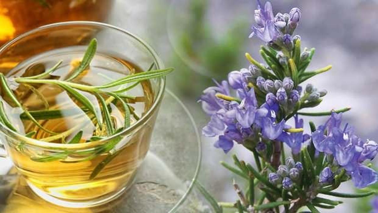 Biberiye çayı faydaları nelerdir? Biberiye baş ağrısına iyi gelir mi?