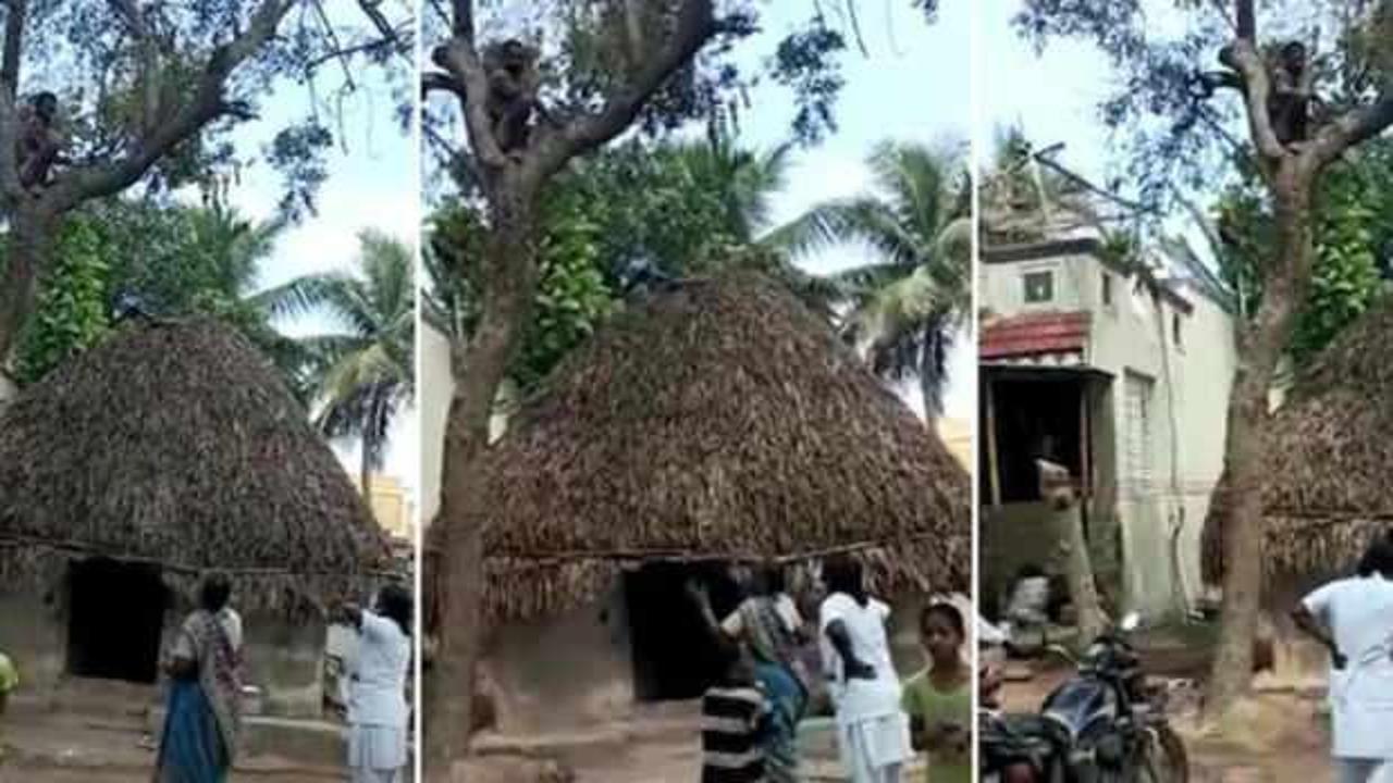 Covid-19 aşısı olmamak i&ccedil;in ağaca tırmandı