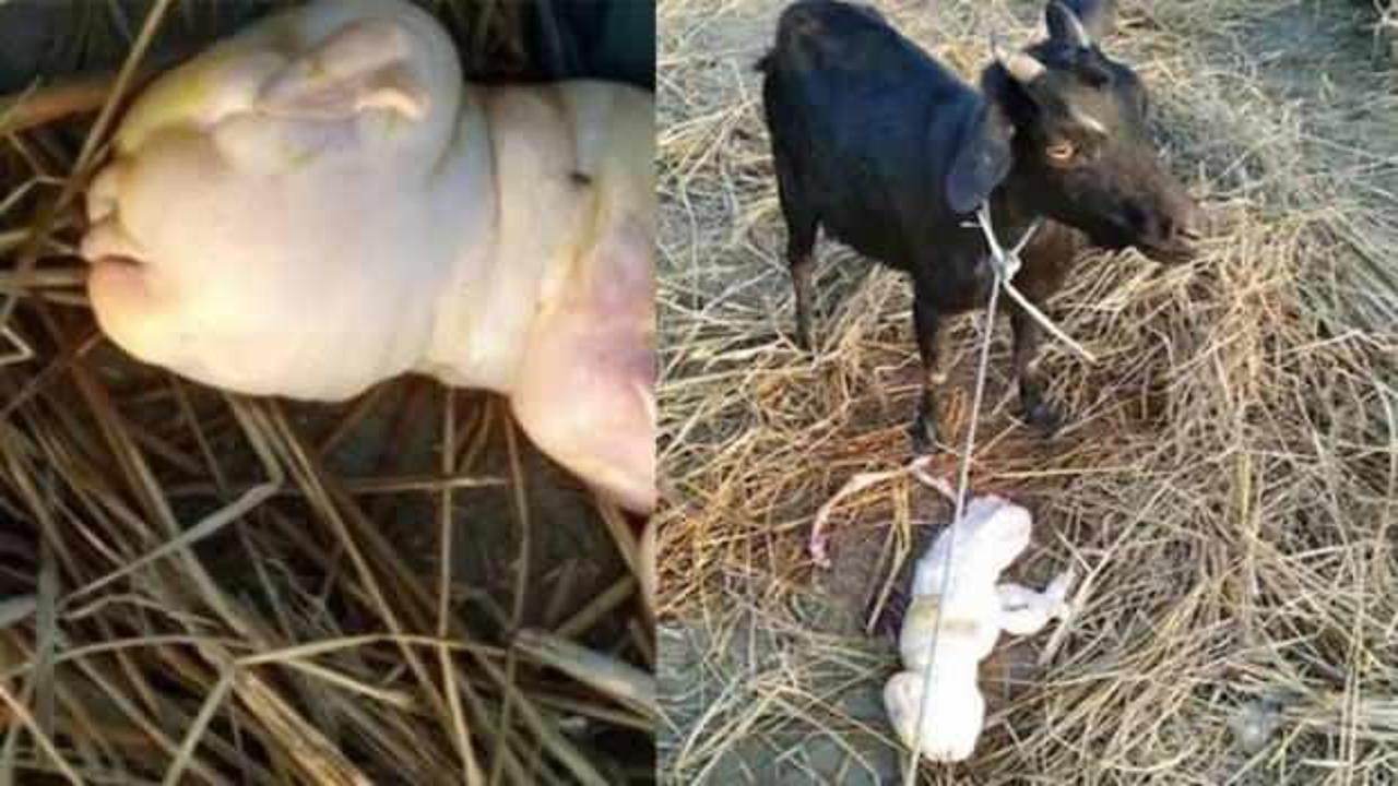 Hindistan'da 'insan yüzlü' keçi dünyaya geldi