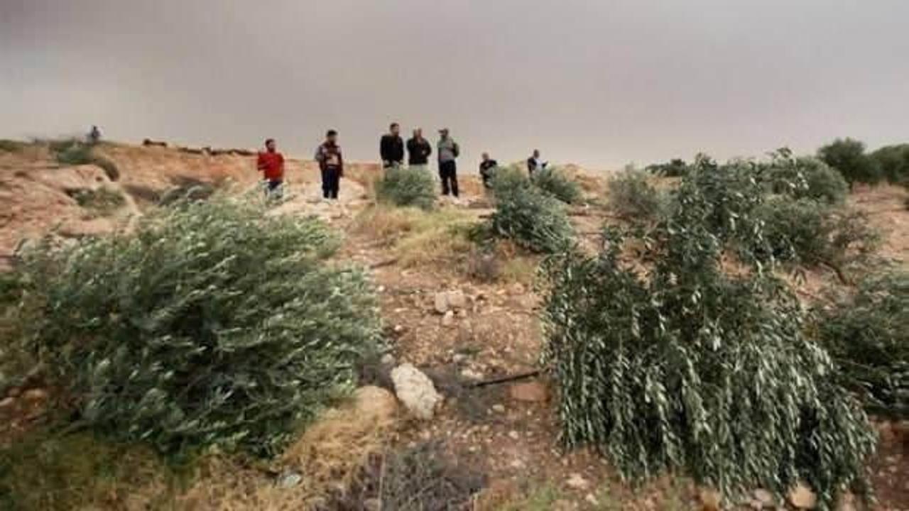İsrail güçleri Filistinlilere ait 250 zeytin ağacını söktü