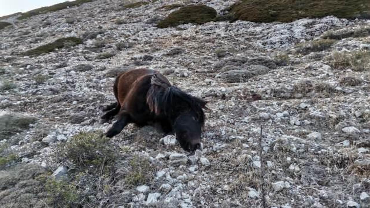 İki yılkı atı silahla vurulmuş halde bulundu