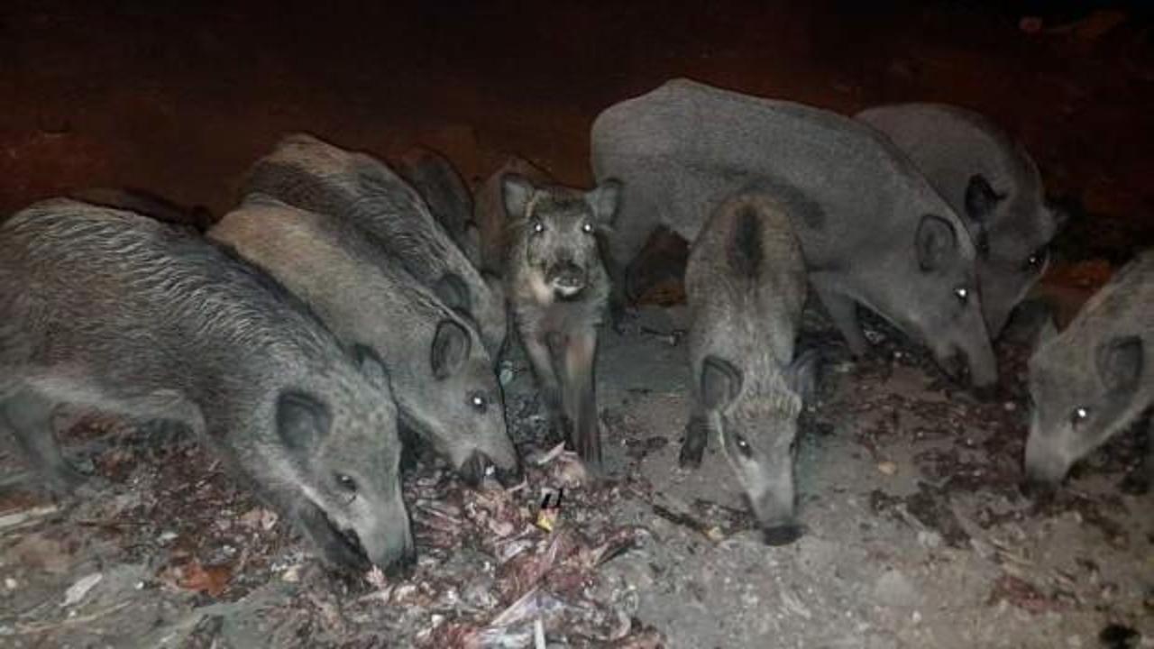 Kütahya'da yaban domuzlarında rastlandı: Korkutan virüs uyarısı