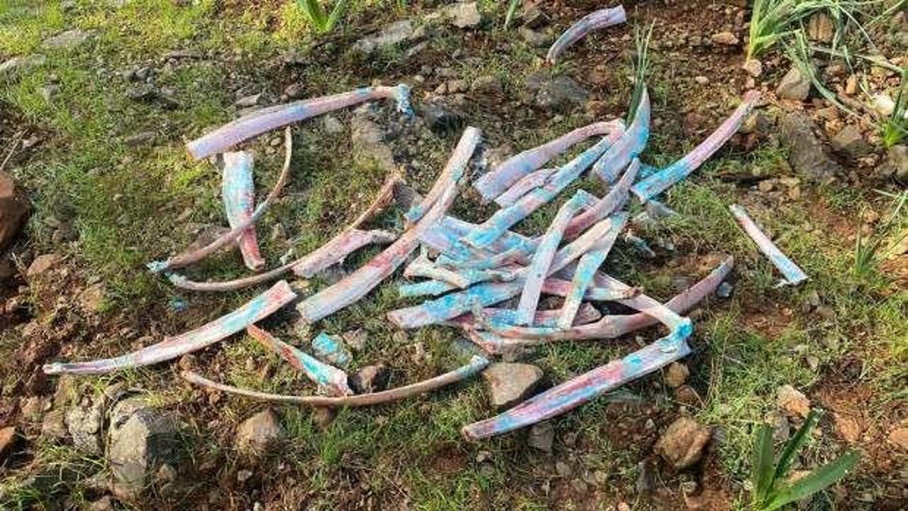 Ormanlık alanda zehirli kemikler bulundu