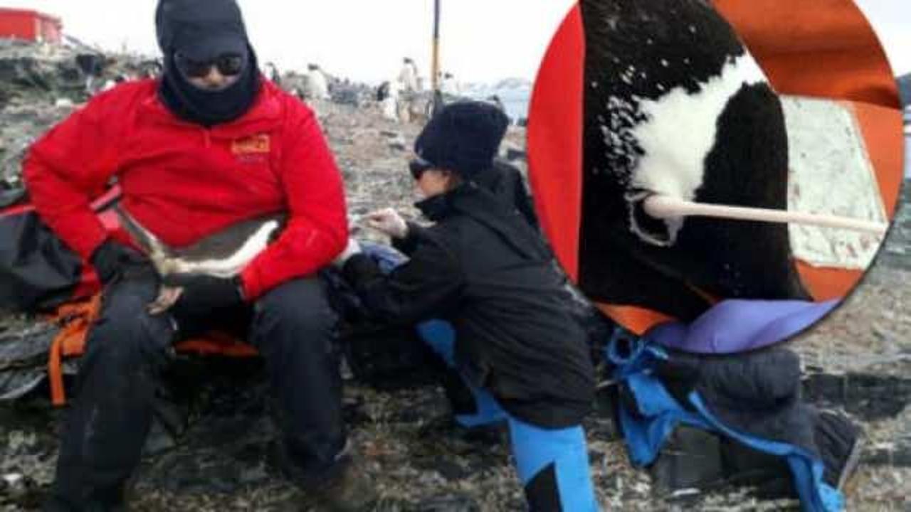 Türk profesör Antarktika seferinde keşfetti!