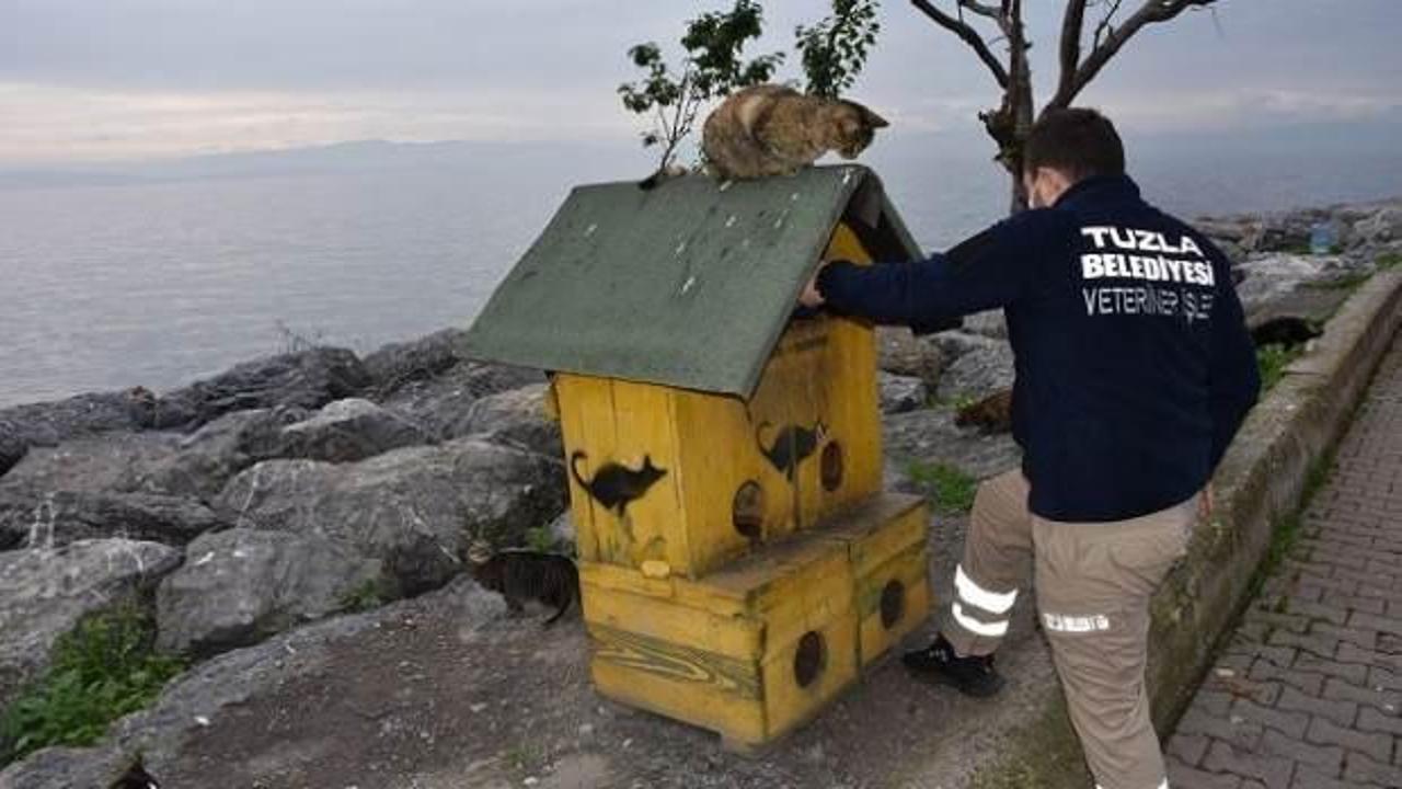 Tuzla Belediyesi kısıtlamada sokak hayvanlarını unutmadı