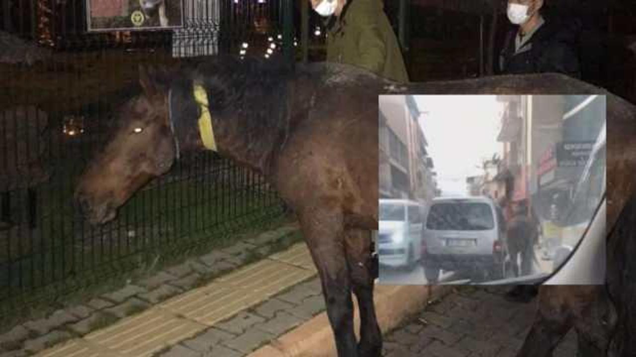 Atı iple aracın arkasına bağlayıp yürüttü, şikayet üzerine gözaltına alındı