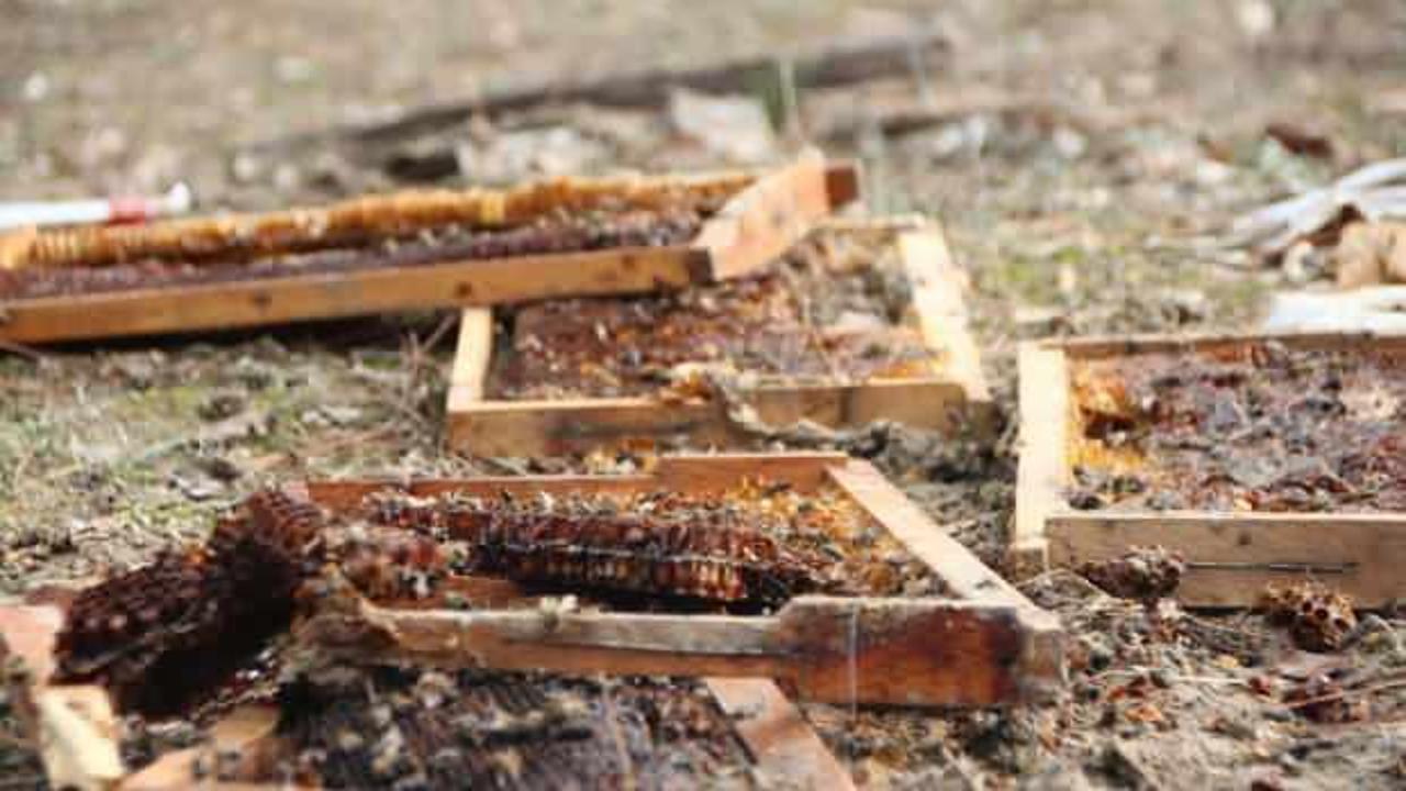 Bilecik&rsquo;te ayının zekası şapka &ccedil;ıkarttı! Kovanlara ulaşabilmek i&ccedil;in yeri kazdı