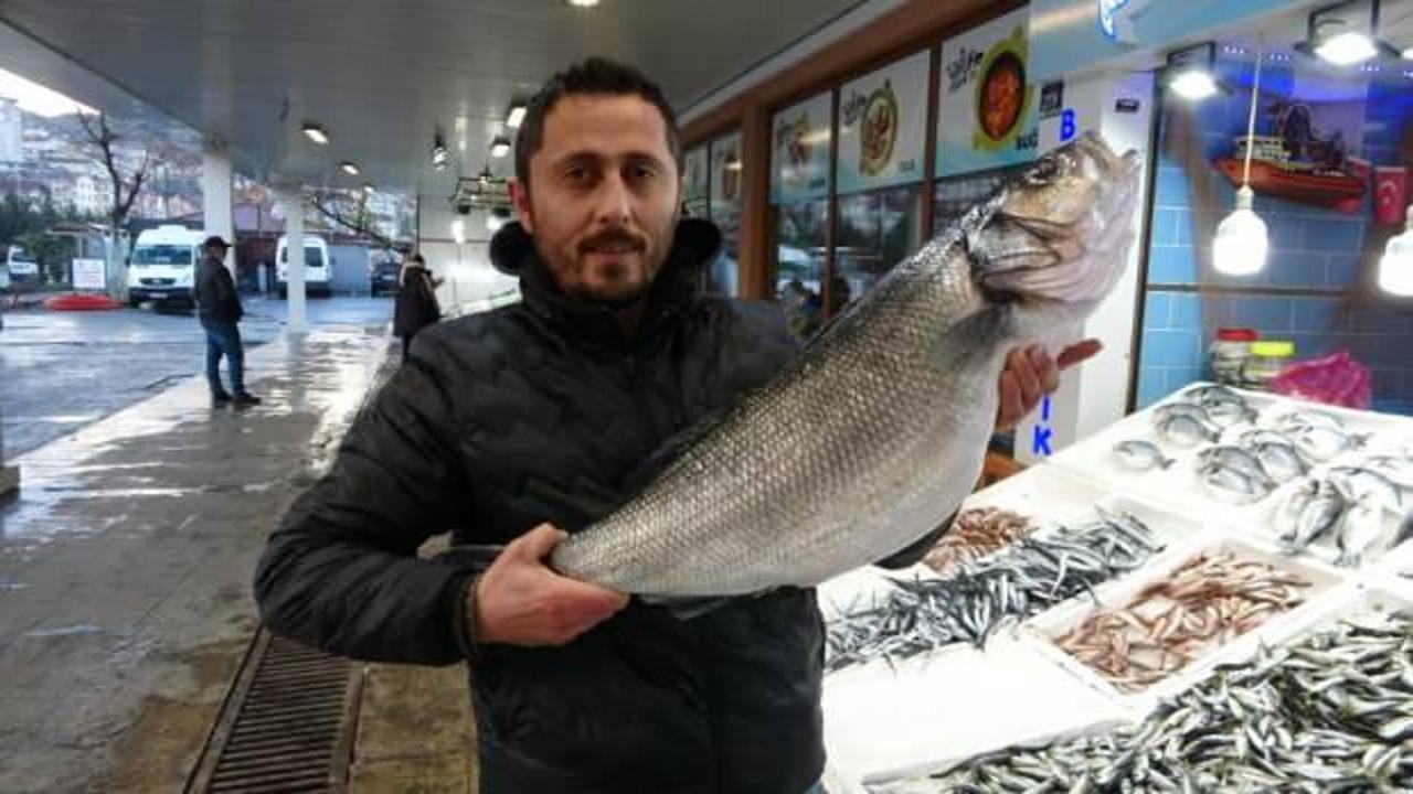 Karadeniz’de yakalanan 8 kiloluk levrek 2 bin liradan tezgahta