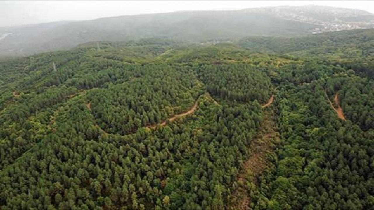 Mersin ve Ankara'da bazı alanlar orman sınırları dışına çıkartıldı