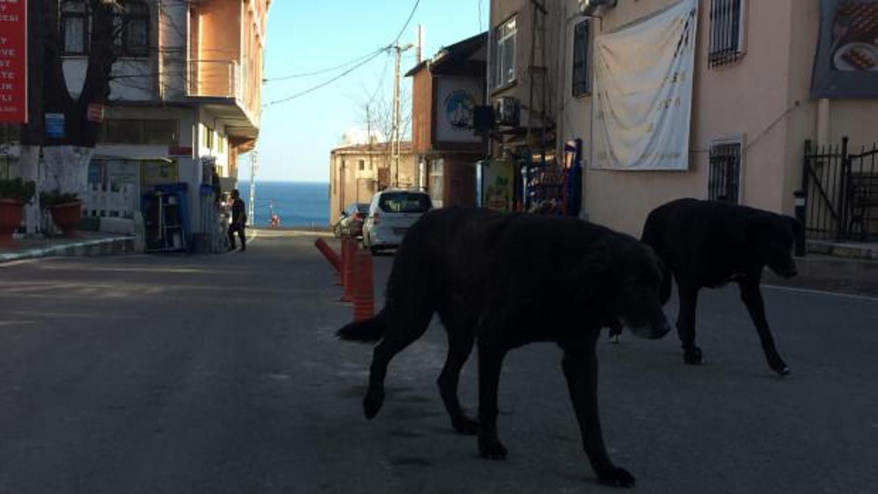Rumeli Feneri Köyü’ne topluca bırakılan köpekler, köylüleri tedirgin ediyor