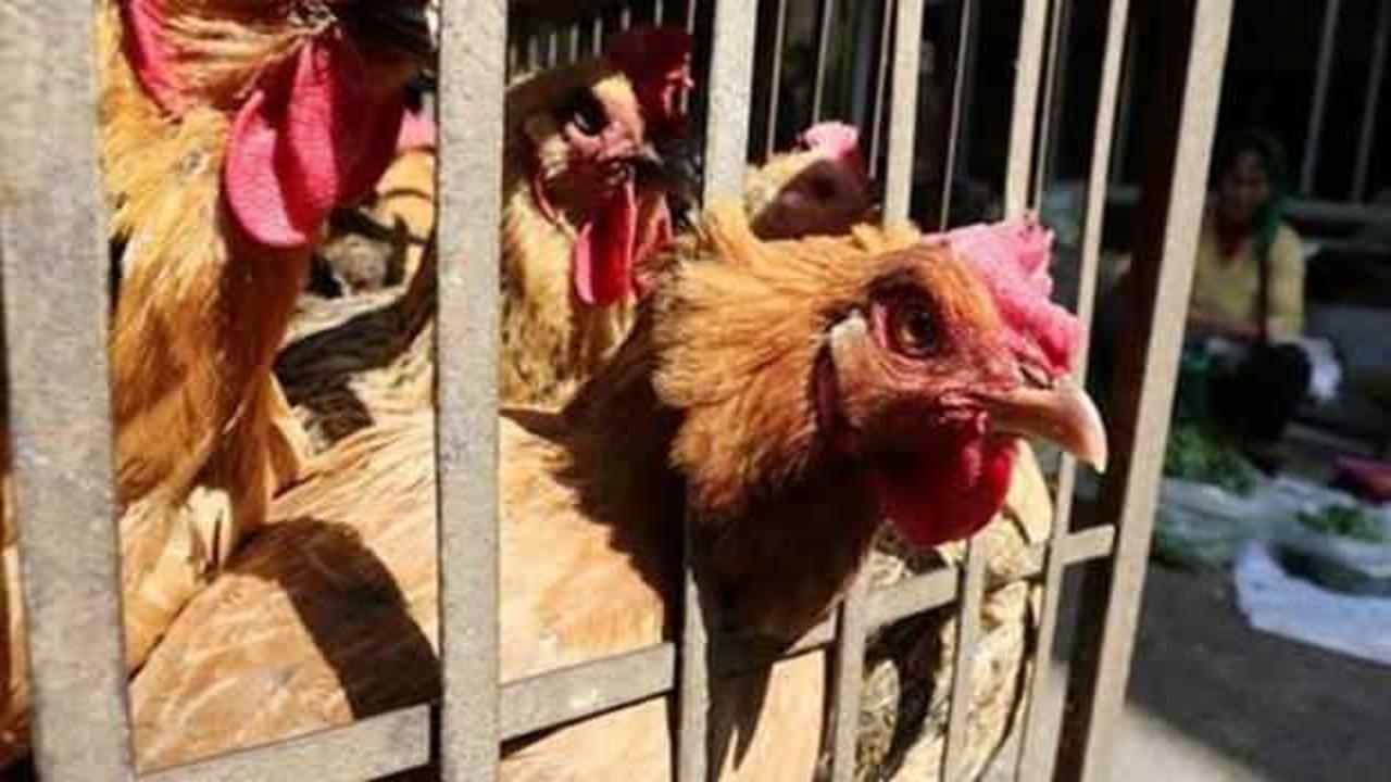 Avustralya'da koronavirüsün son kurbanı tavuklar oldu