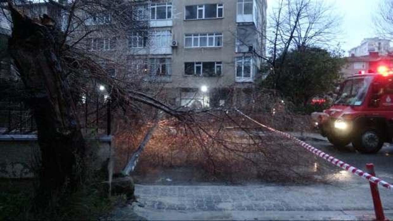 Kadıköy'de şiddetli fırtına ağaç ve elektrik direğini devirdi