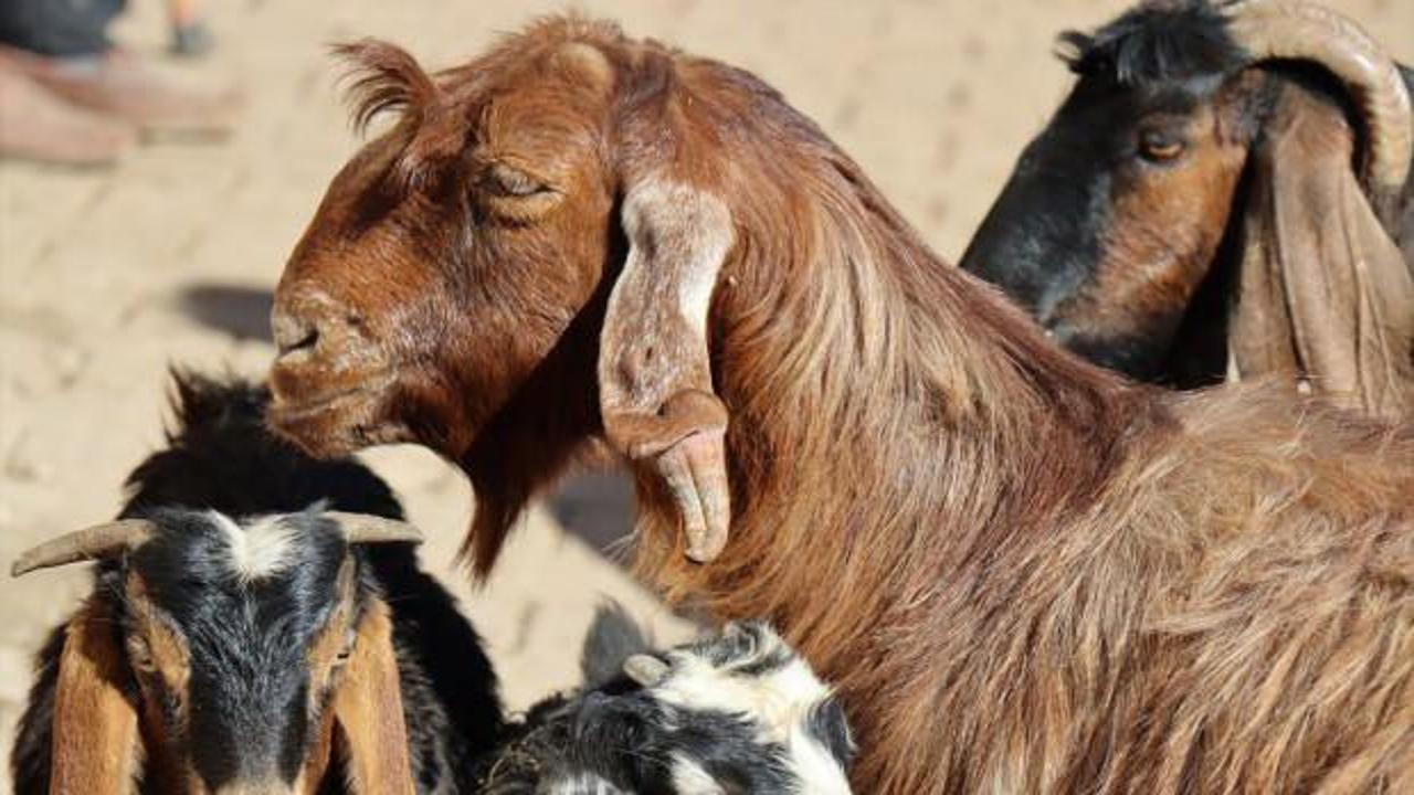 Kilis&rsquo;te ke&ccedil;inin kulağında &ccedil;ıkan boynuz g&ouml;renleri şaşırttı!