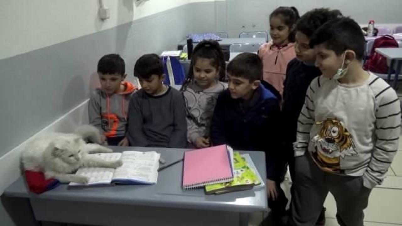 Muş&rsquo;ta k&ouml;pekler tarafından yaralanan kediye &ouml;ğrenciler sahip &ccedil;ıktı