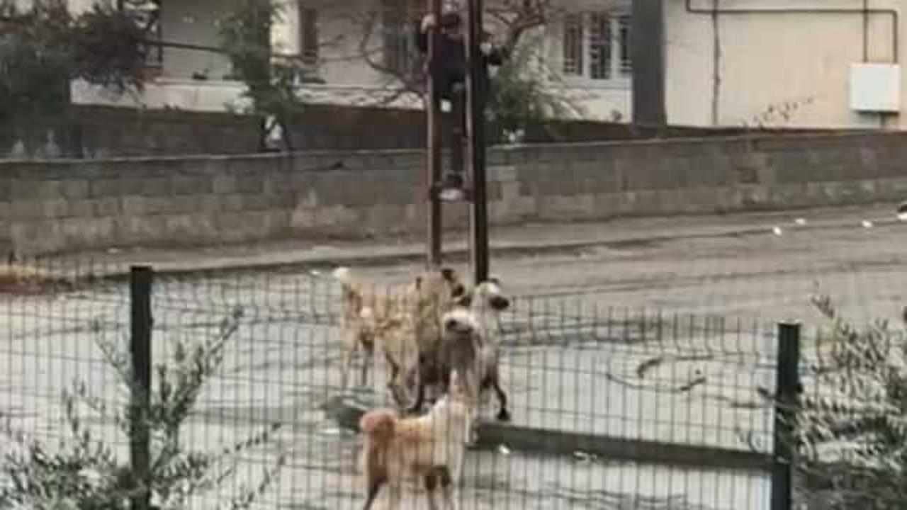 Sokak köpeklerinden kaçmak için elektrik direğine tırmandı!