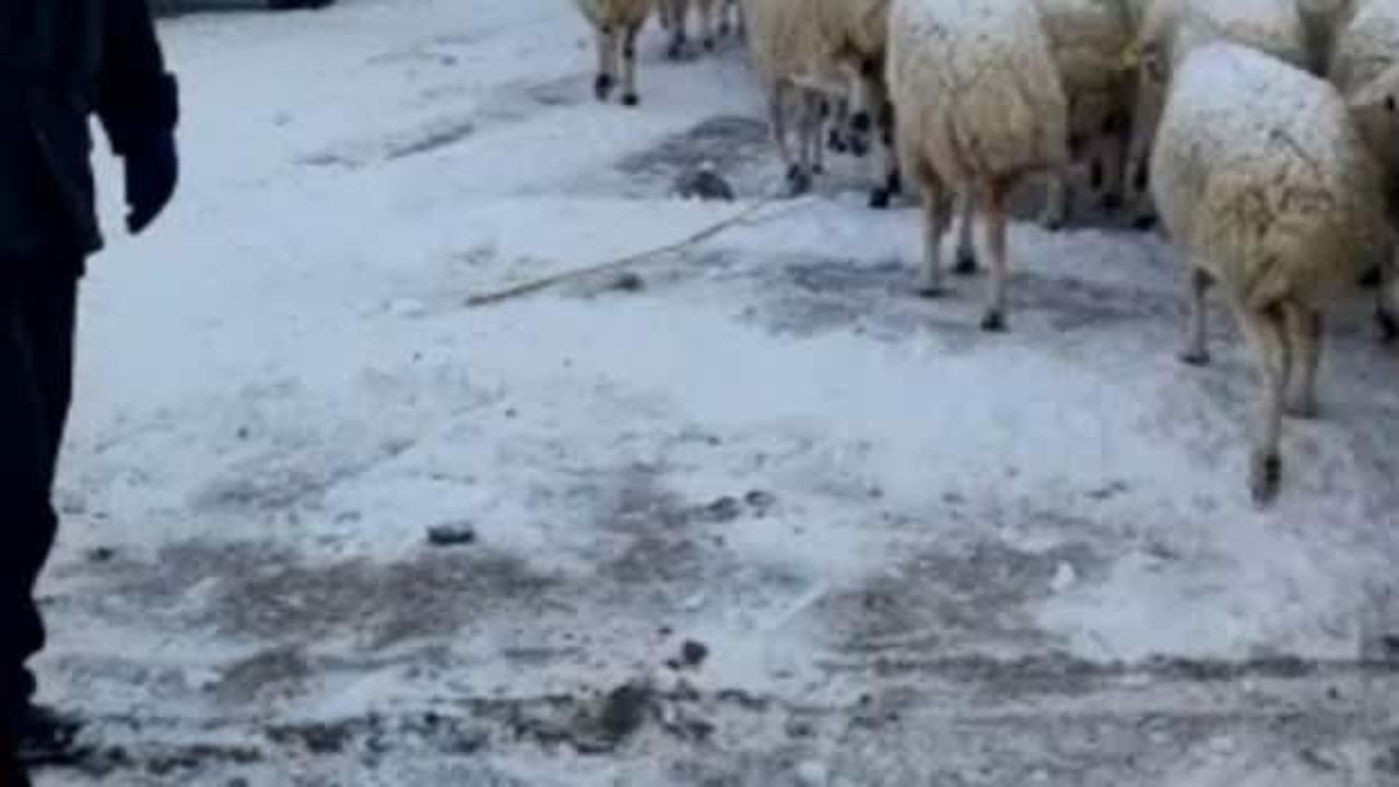 Sivas'ta kaybolan 700 koyunu jandarma buldu