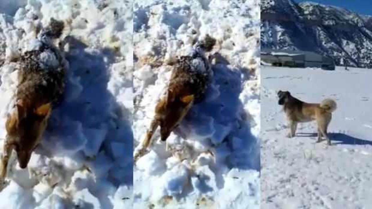 Adıyaman&rsquo;da donarak telef olan tilkiyi &ccedil;oban k&ouml;peği buldu