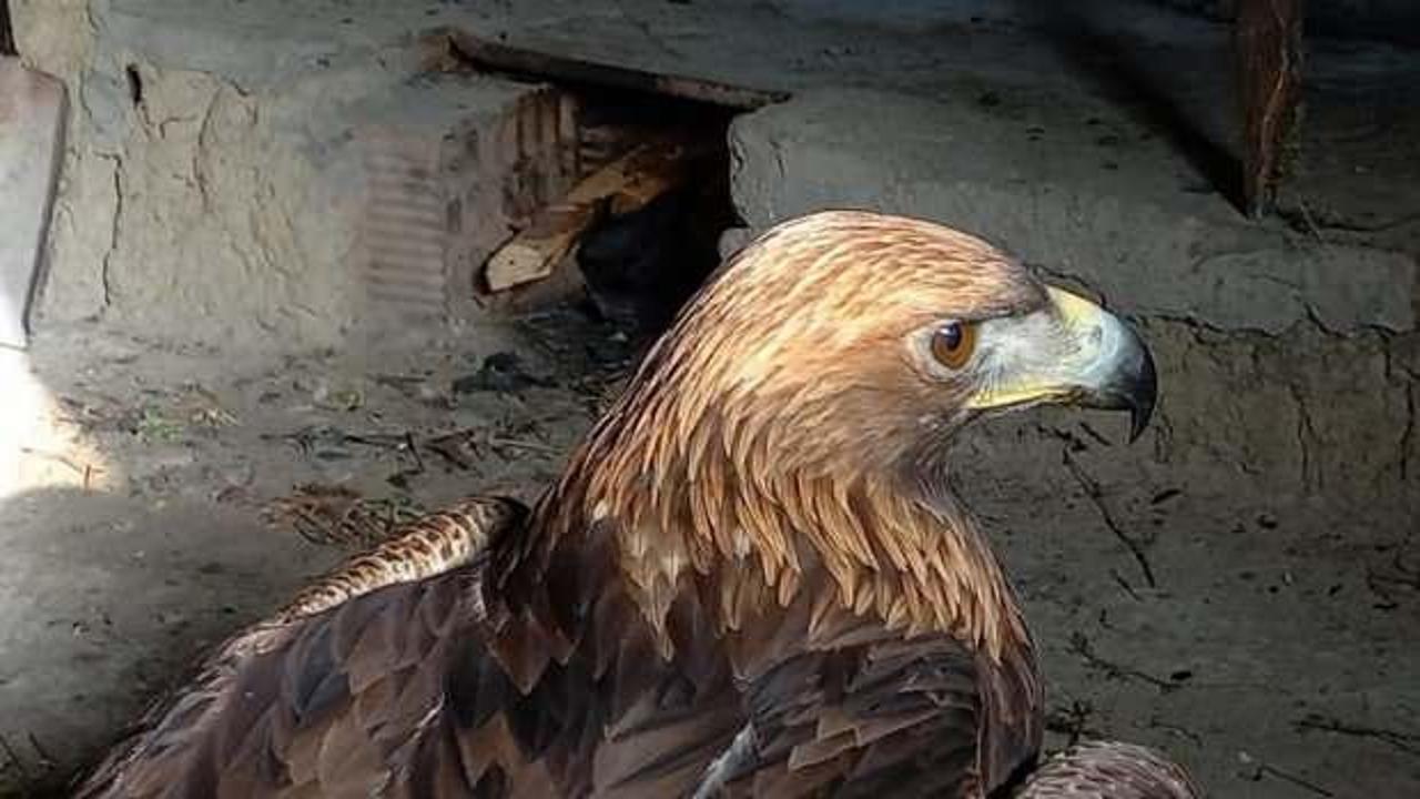 Bolu&rsquo;da bitkin halde bulduğu kaya kartalını tavuk k&uuml;mesinde besledi