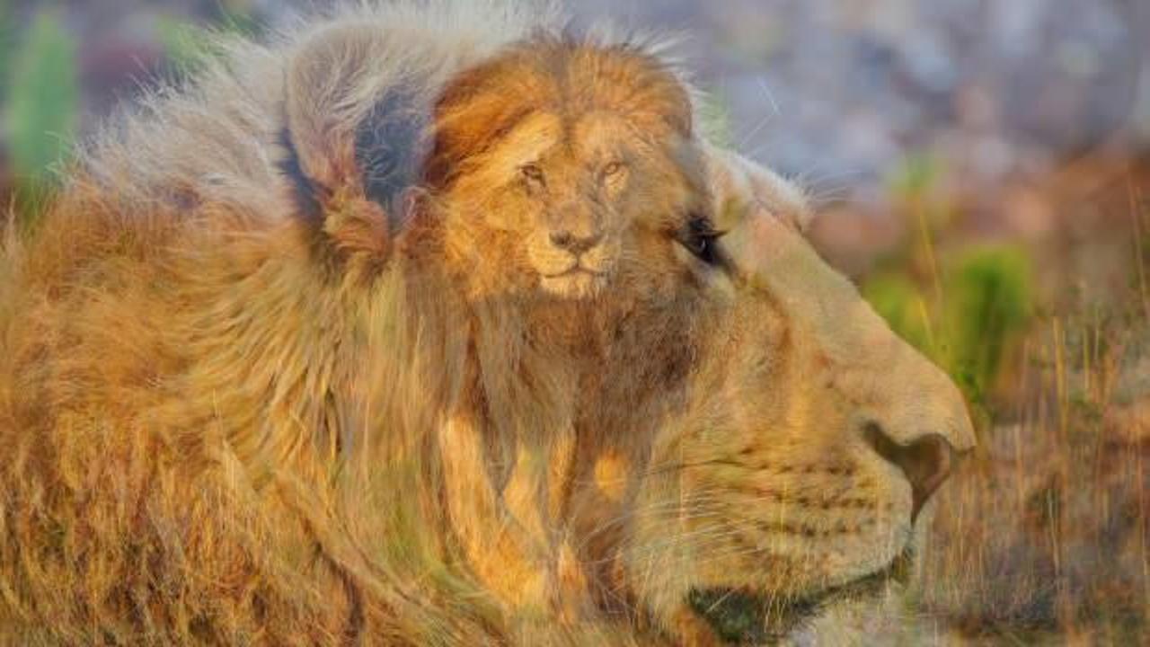 Rüyada aslan görmek ne anlama gelir? Rüyada aslandan kaçmak hayırlı mıdır?